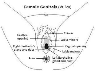 Clit and labia Bbw latina sex sites